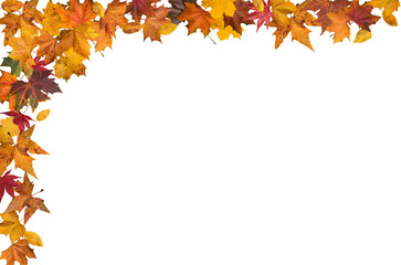 Autumn leaves border