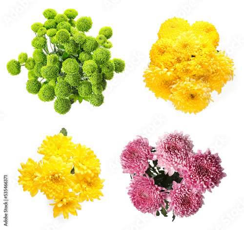 Set of beautiful chrysanthemum flowers isolated on white, top view