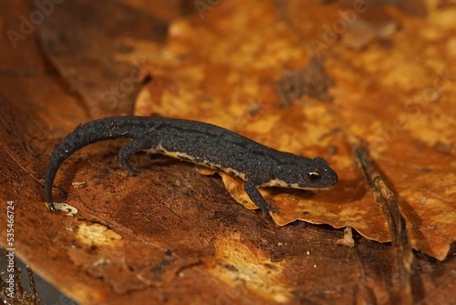 Closeup on a terrestrial juvenile of the endanegred Iberian newt, Lissotriton boscai photo
