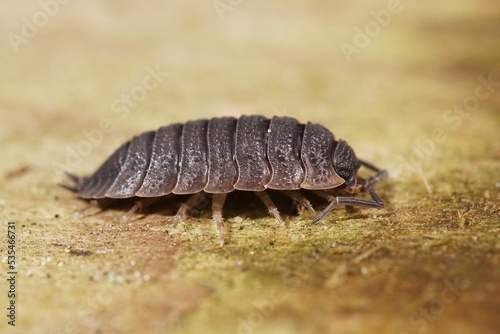 Fotografie Closeup on the Common rough woodlouse, Porcellio scaber sitting on cardboard