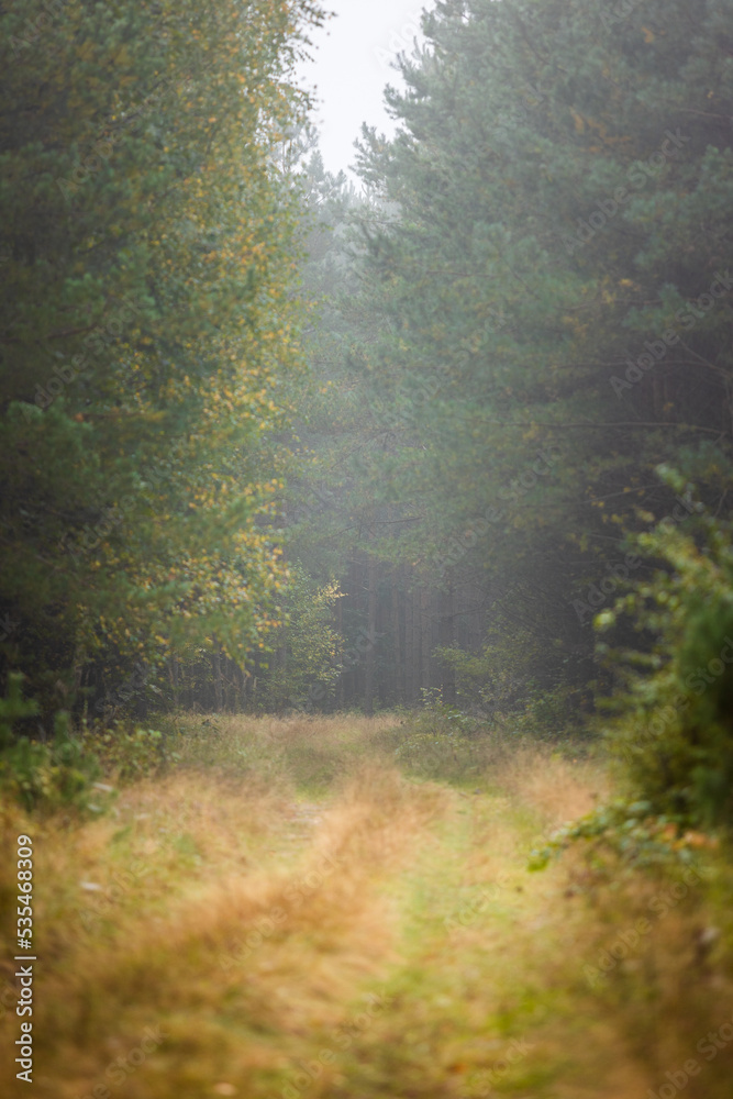 A beautiful natural forest in the Knyszyn Forest A beautiful natural forest in the Knyszyn Forest