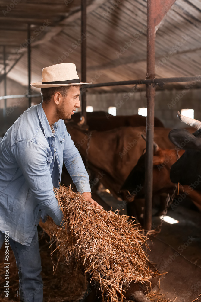 Young male farmer working in cowshed Young male farmer working in cowshed