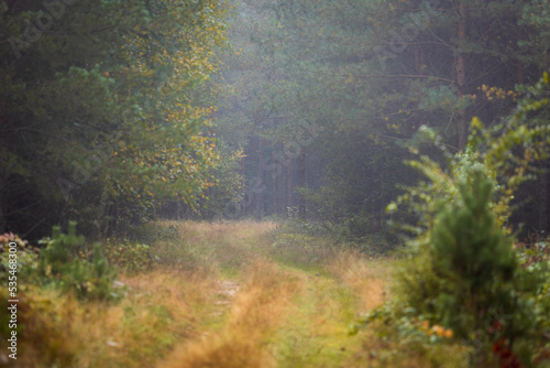 A beautiful natural forest in the Knyszyn Forest