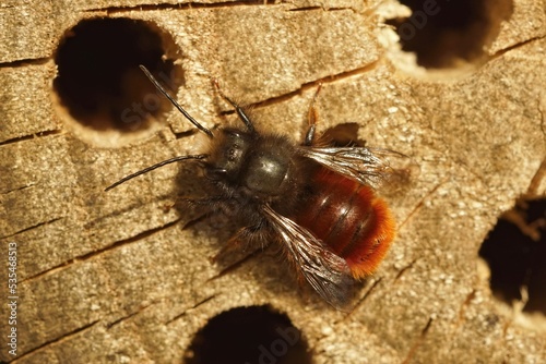 Closeup on a hairy male European orchard horned mason bee, Osmia cornuta sitting on wood photo