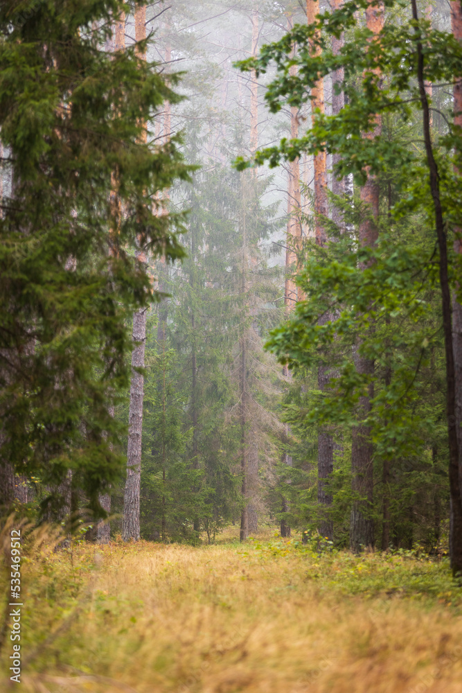 A beautiful natural forest in the Knyszyn Forest A beautiful natural forest in the Knyszyn Forest