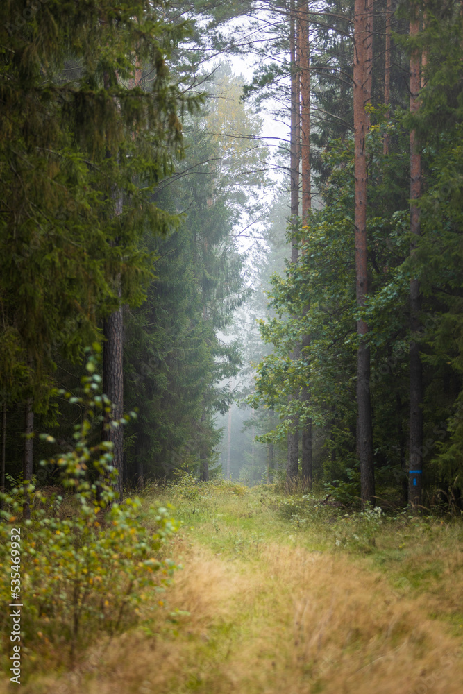 Obraz premium A beautiful natural forest in the Knyszyn Forest