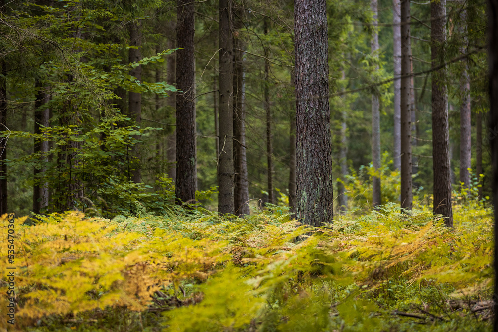 A beautiful natural forest in the Knyszyn Forest A beautiful natural forest in the Knyszyn Forest