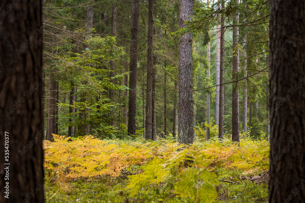 A beautiful natural forest in the Knyszyn Forest A beautiful natural forest in the Knyszyn Forest