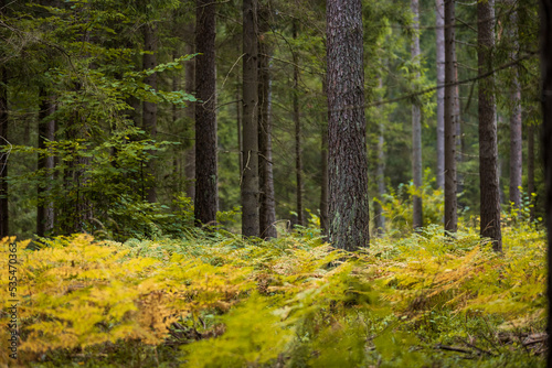 Wallpaper Mural A beautiful natural forest in the Knyszyn Forest Torontodigital.ca