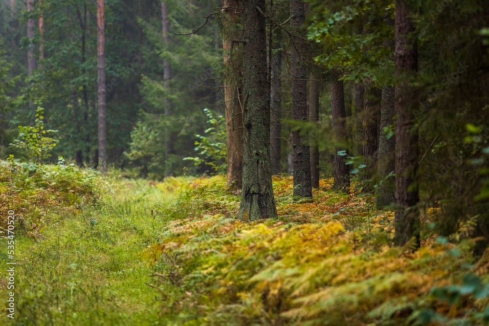 Fototapeta premium A beautiful natural forest in the Knyszyn Forest