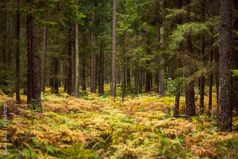 Fototapeta premium A beautiful natural forest in the Knyszyn Forest