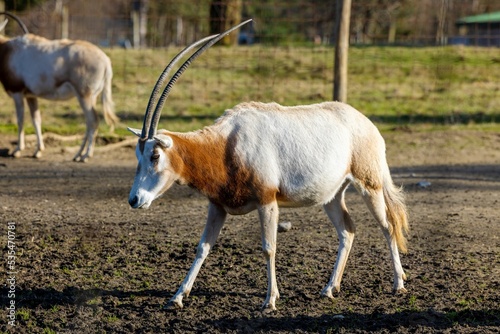 Scimitar oryx (Oryx dammah), also known as the scimitar-horned oryx photo