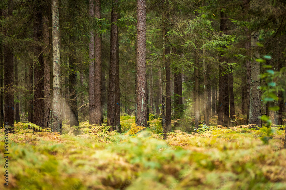 A beautiful natural forest in the Knyszyn Forest A beautiful natural forest in the Knyszyn Forest