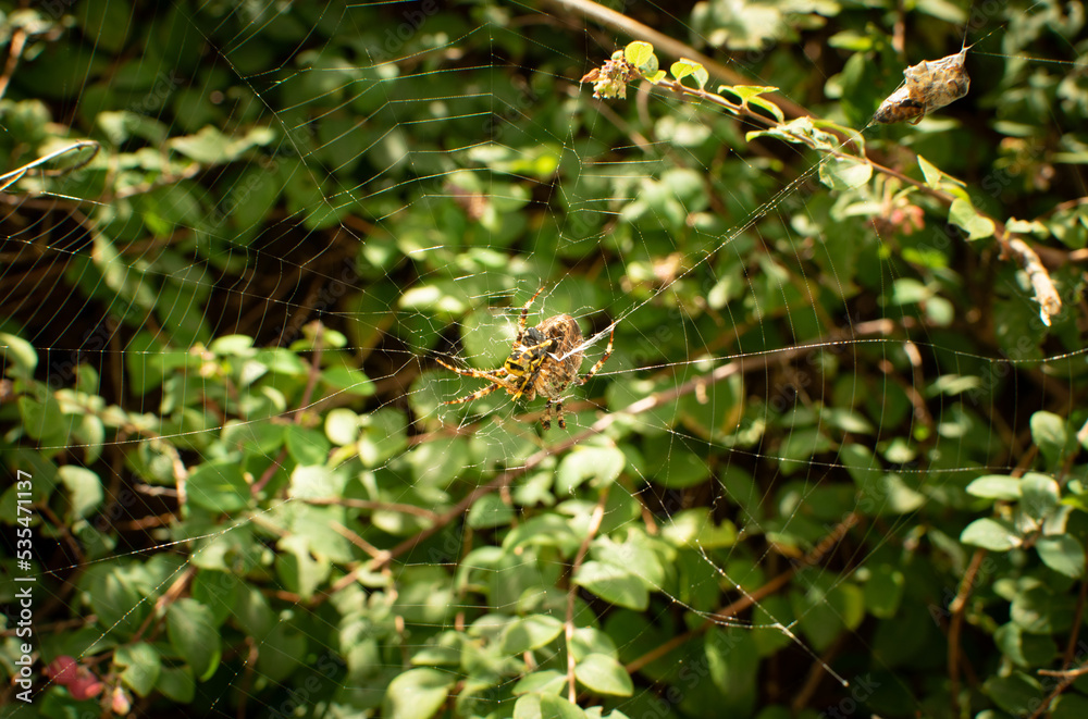 European Spider, Araneus Diadematus, Cross Spider, Crowned Weaver on Its Web closeup European Spider, Araneus Diadematus, Cross Spider, Crowned Weaver on Its Web closeup