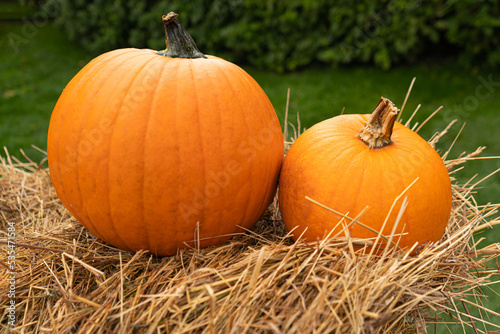 Pumpkin Texture Background, Squash Farm, Orange Autumn Pumpkins Harvest