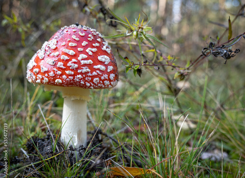 beautiful poisonous Amanita muscaria in Latvian forest