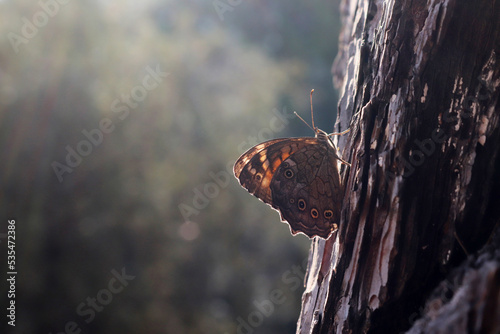 big butterfly on plant bark