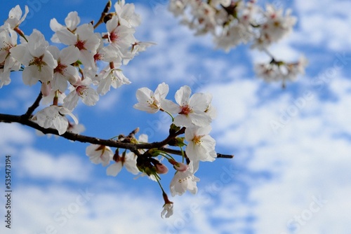 Closeup undershot of a blooming cherry branches with blue sky in the background photo