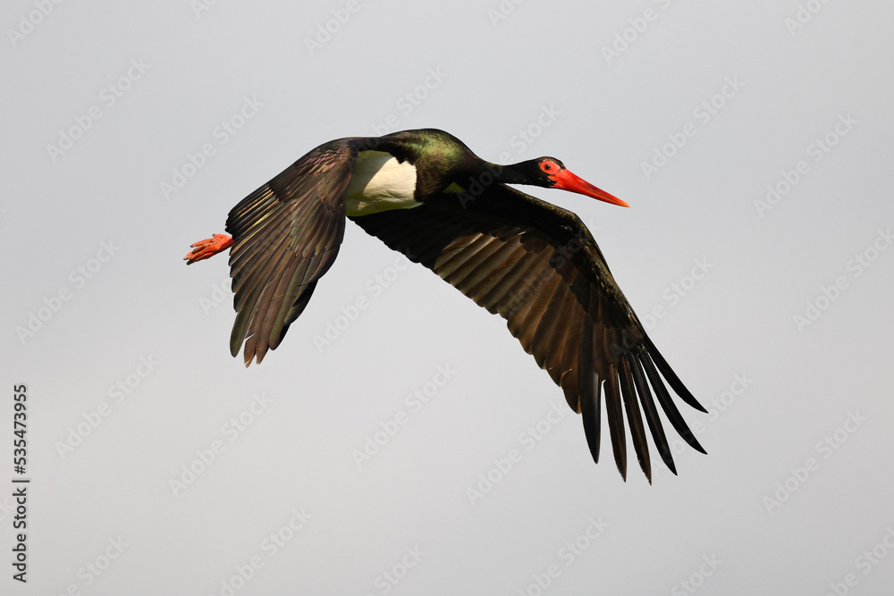 Obraz premium fliegender Schwarzstorch // flying Black Stork (Ciconia nigra)