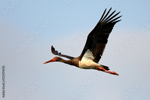 flying Black Stork // fliegender Schwarzstorch (Ciconia nigra) photo