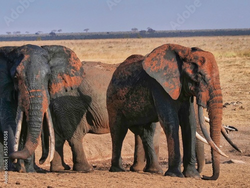 Canvas Print Close-up shot of elephants in Kenya