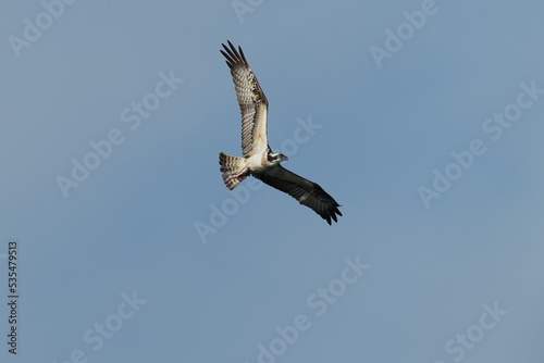 osprey in hunting a fish