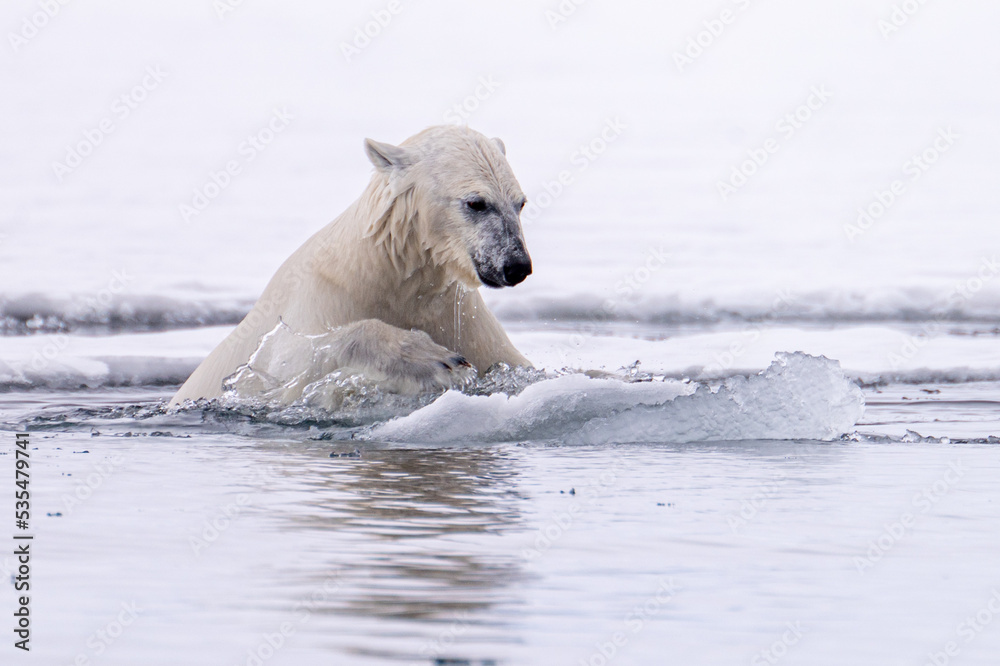 Naklejka premium Polar Bear (Ursus maritimus) against a white background on ice in Svalbard