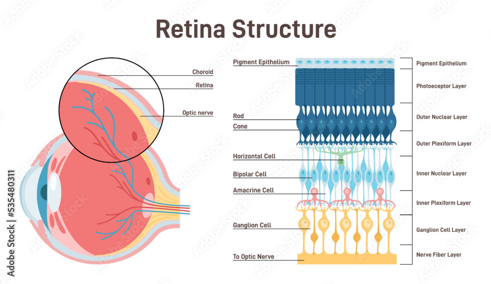 Eye retina anatomy. Human vision organ cross section anatomical