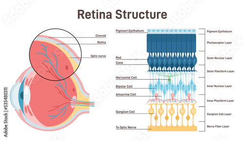 Eye retina anatomy. Human vision organ cross section anatomical photo