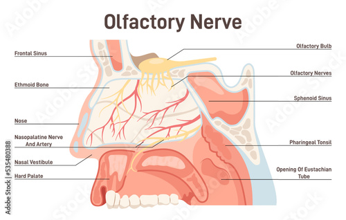 Olfactory nerve anatoy. Human nasal cavity structure. Olfactory bulb