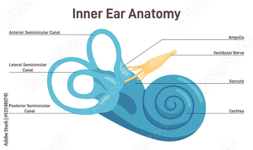 Inner ear anatomy. Vestibular system organ. Membranous labyrinth