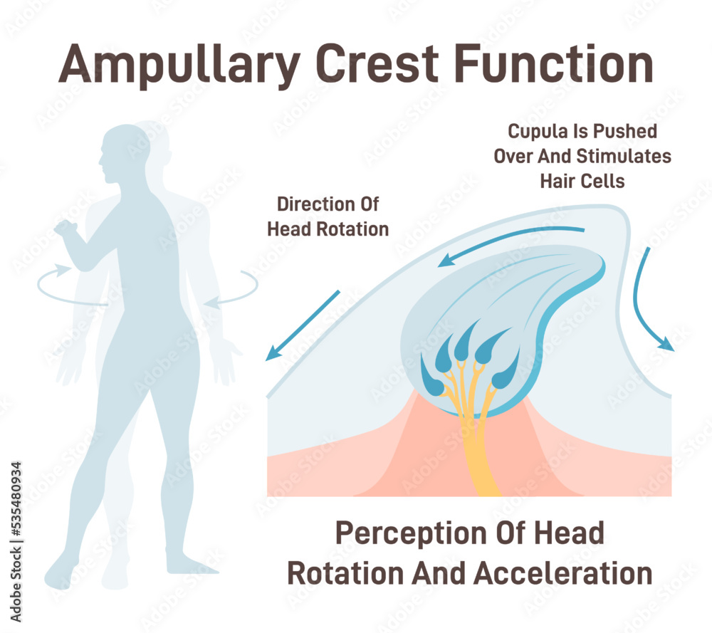 Cupula, vestibular system organ. Inner ear ampullary cupula providing