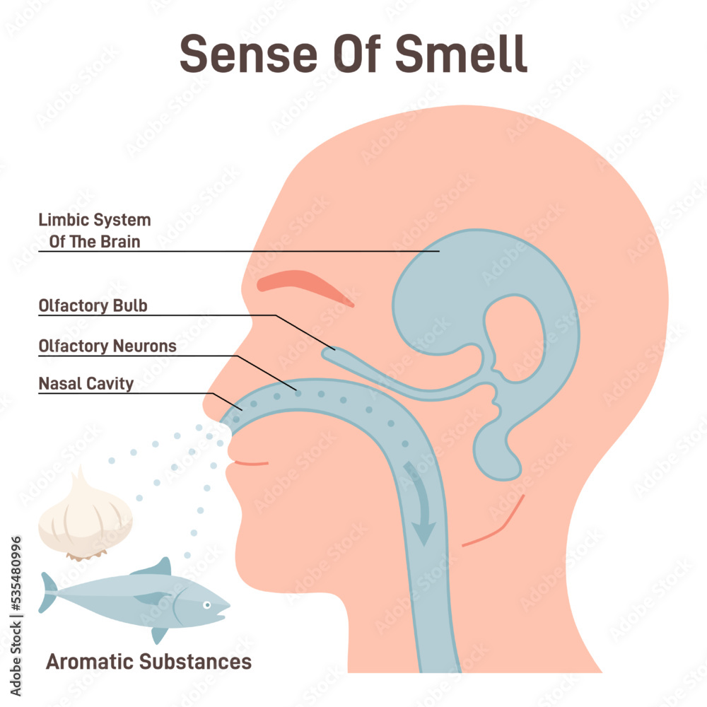 Sense Of Smell Mechanism Olfactory Neurons And Limbic Brain System 