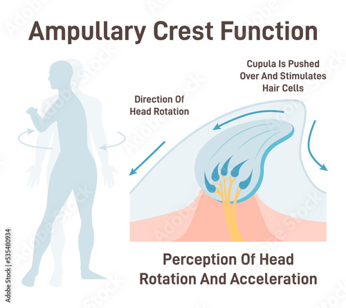 Cupula, vestibular system organ. Inner ear ampullary cupula providing photo