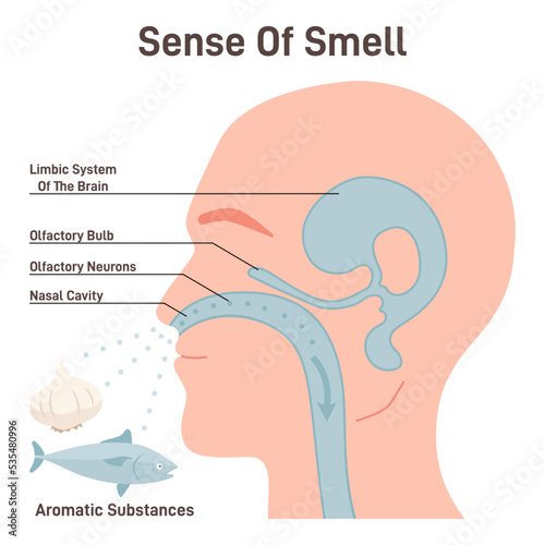 Sense of smell mechanism. Olfactory neurons and limbic brain system