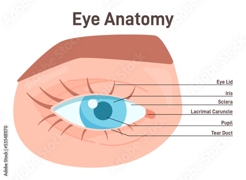 Eye anatomy external view. Human vision organ anatomical structure photo