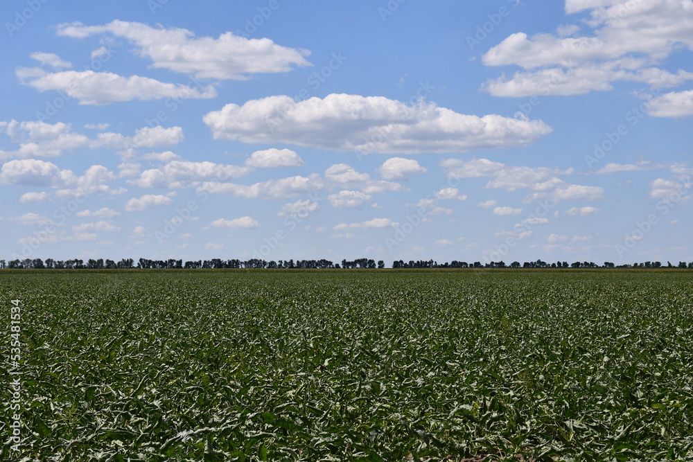 Agriculture field with beautiful blue sky Agriculture field with beautiful blue sky