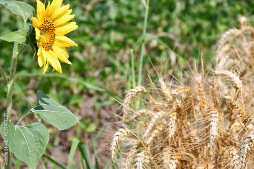Wheat in field with sunflower 