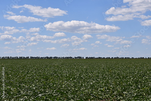 Agriculture field with beautiful blue sky
