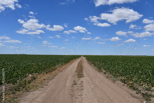 Dusty road in field of corn with beautiful blue sky