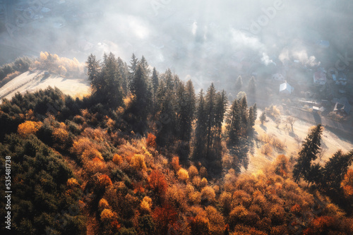 Aerial view of beautiful pine trees on mountain hill in fog at sunrise in autumn in Ukraine. Colorful landscape with woods in mist, orange gress. Forest at dawn in fall. Nature. Top view from drone
