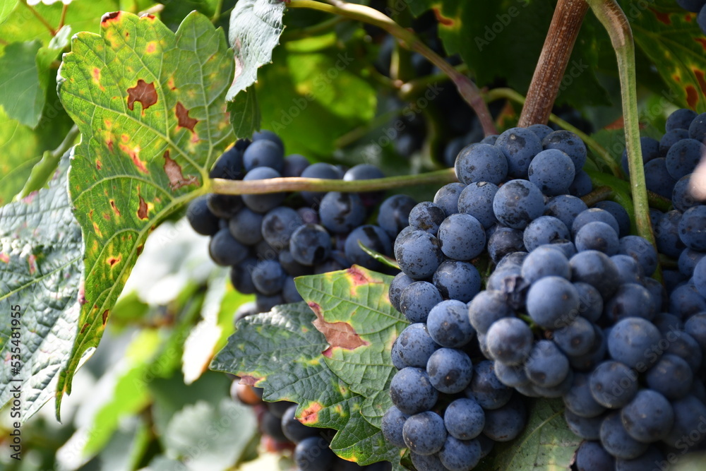 Fototapeta premium Grapes in vineyard, macro, Cabernet 