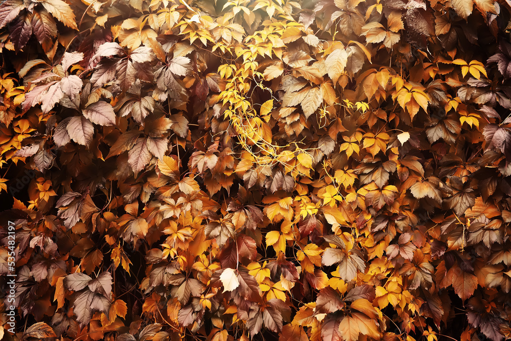 Lively closeup of falling autumn leaves with vibrant backlight from the setting sun Lively closeup of falling autumn leaves with vibrant backlight from the setting sun