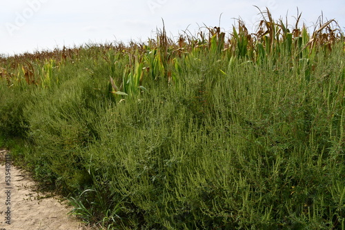Ambrosia allergen plant macro