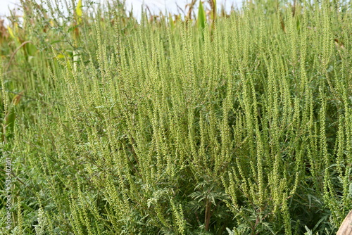 Ambrosia allergen plant macro