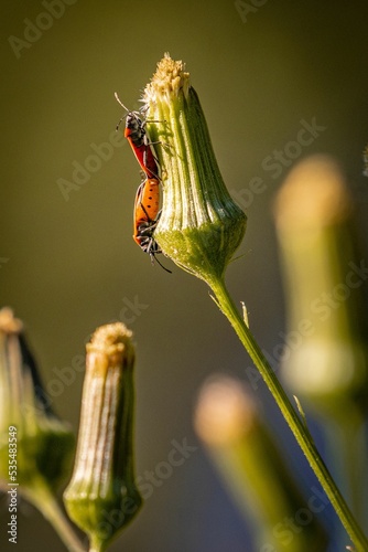 Close-up of a European firebug (Pyrrhocoris apterus) on an Erechtites plant photo