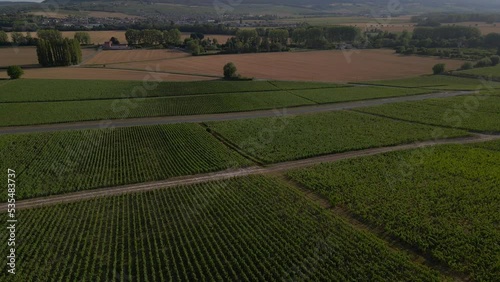 Aerial sunset view of Vineyards in the Champagne wine making region of France during the summer	 photo