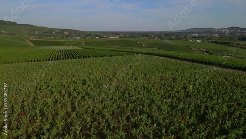 Aerial sunset view of Vineyards in the Champagne wine making region of France during the summer	 photo