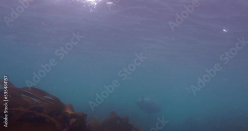 Grey seals swimming in the north Sea photo