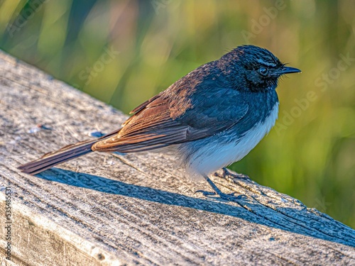 Closeup shot of a willie wagtail (Rhipidura leucophrys) perched on the wood photo